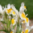 Iris magnifica x bucharica Sunny Side Up