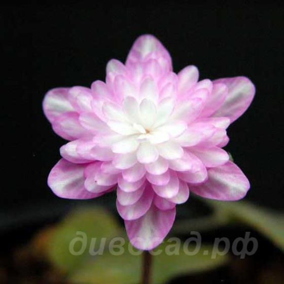 Hepatica asiatica var. japonica f. magna (Double Pink)