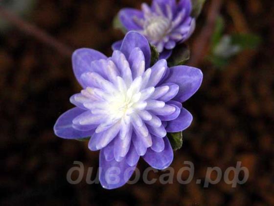 Hepatica asiatica var. japonica f. magna (Double Purple)