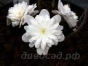 Hepatica asiatica var. japonica f. magna (Double White)