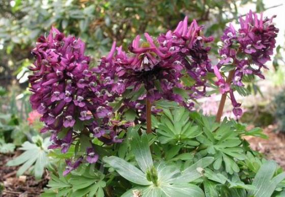 Corydalis solida Purple Beauty -  ,   Purple Beauty 