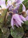 Erythronium Lilac Wonder -   ,   Lilac Wonder 