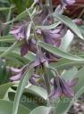 Fritillaria sewerzowii -  