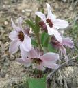 Fritillaria Stenanthera -   