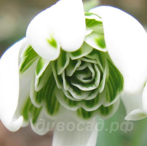Galanthus nivalis 'Flore-pleno' -   'Flore-pleno' 