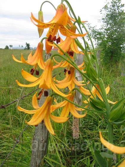 Lilium canadense -   