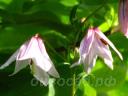 Lilium mackliniae -  
