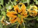 Lilium rosthornii -  