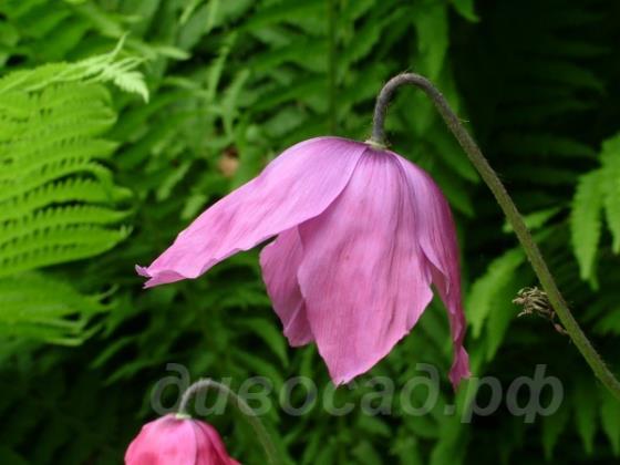 Meconopsis cookei 'Old Rose' -  cookei 'Old Rose' 