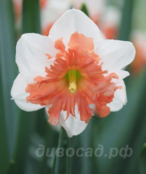 Narcis Shrike -  ''