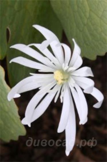 Sanguinaria canadensis 'Star'  -    'Star'  