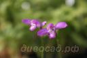   (Eleorchis japonica) 
