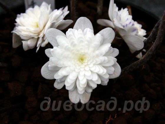  (Hepatica) asiatica var. japonica f. magna (Double White)