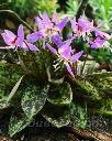 Erythronium Purple King - Erythronium dens-canis PURPLE KING -   ,   PURPLE KING  