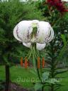 Lilium duchartrei var. white form