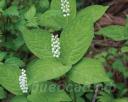   (Chloranthus serratus) 