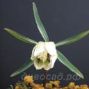   (Fritillaria japonica var. koidzumiana)