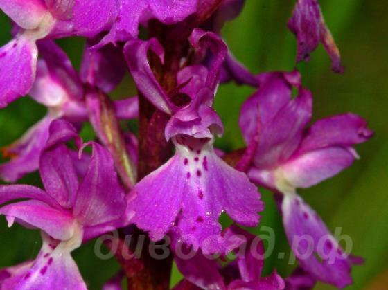    Orchis mascula
