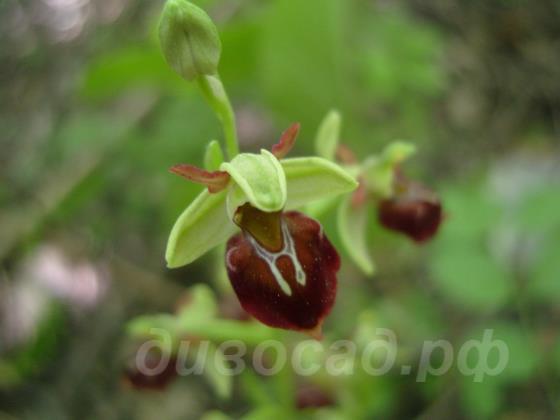   - Ophrys caucasica 