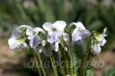 Viola mandshurica f. plena White Flower