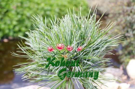 Pinus koraiensis 'Baishan'
