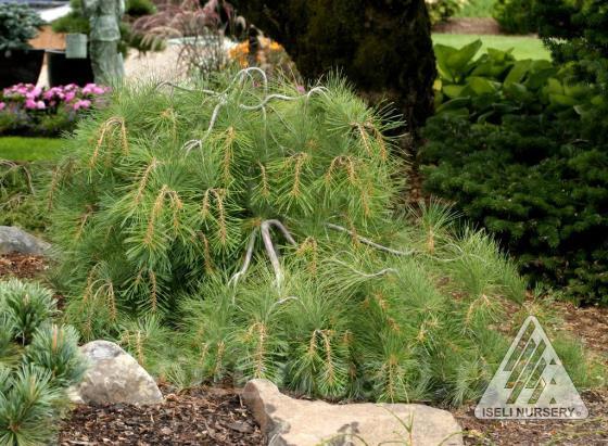 Pinus strobus 'Stonybrook'