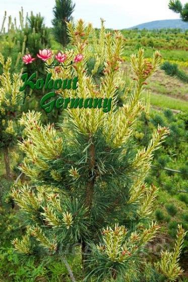Pinus sylvestris 'Frosty' (Albasp.) 