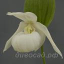  Michael white (macranthos x henryi) 