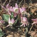 Erythronium dens-canis 'Pink Perfection'