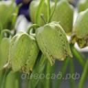 Fritillaria whittallii ‘Greenlight’
