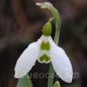 Galanthus Selbourne Green Tips