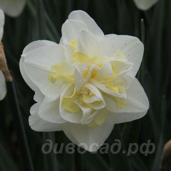 Narcissus Easter Born