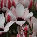 Tulipa clusiana Chitral Vale