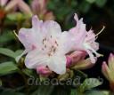 Rhododendron Phalarope