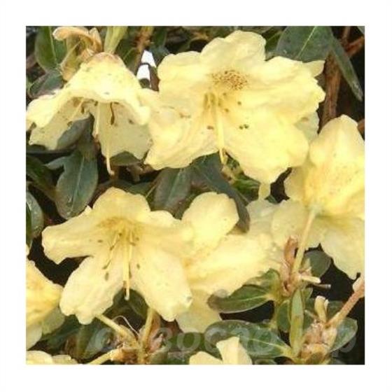 Rhododendron Swift