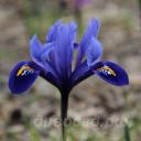 Iris reticulata Rhapsody