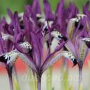 Iris reticulata Spot On