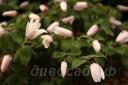 Anemone raddeana f. roseum