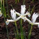 Iris reticulata Natascha