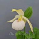  Birgit Pastel (macranthos x cordigerum)