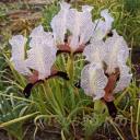 Iris paradoxa var. ghoshab
