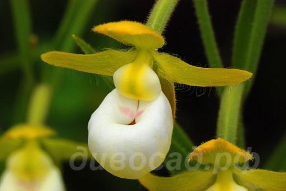 cypripedium californicum