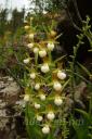 cypripedium californicum