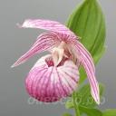 cypripedium Renate (macranthos x franchetti)