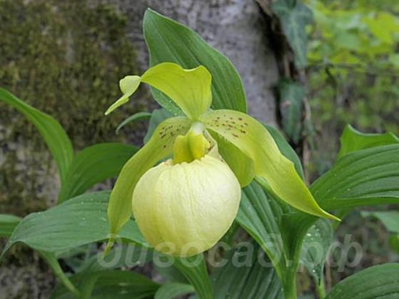 Cypripedium Marita