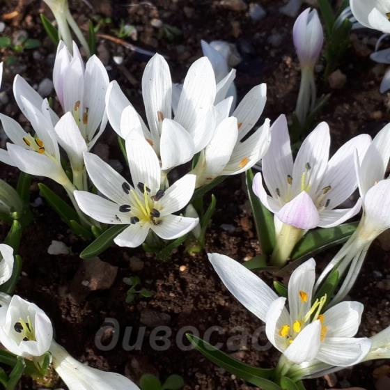 Colchicum candidissimum