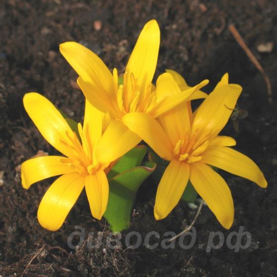 Colchicum luteum