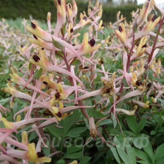 Corydalis schanginii subsp. ainae Apricotin