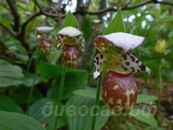 Cypripedium Alaskanum