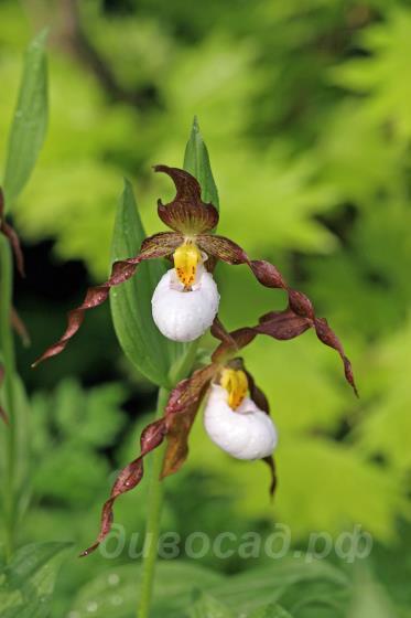 Cypripedium Columbianum